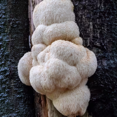 lions-mane